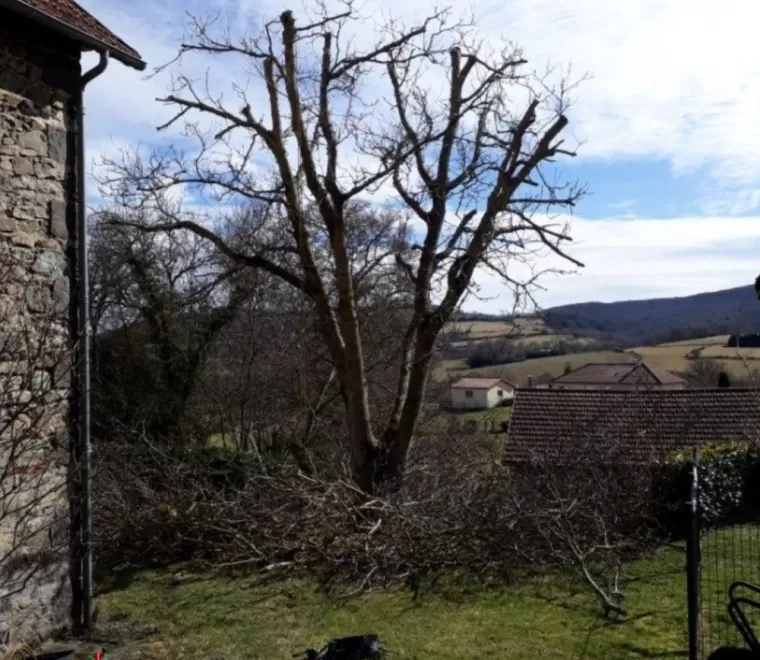Élagage d'arbres par élagueur grimpeur Clermont-Ferrand