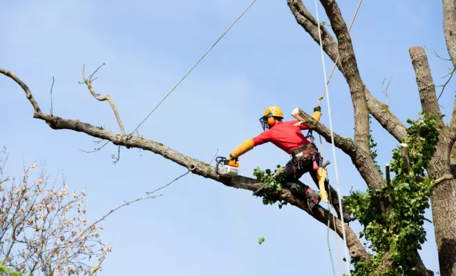 Abattage arbre mort, Clermont-Ferrand, Faure Élagage