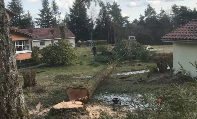 Abattage d'arbre, Clermont-Ferrand, Faure Élagage